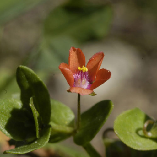 Mouron des champs - Anagallis arvensis - 10 ml